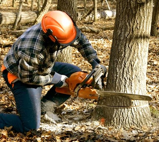 Tree Removal in Balko, OK